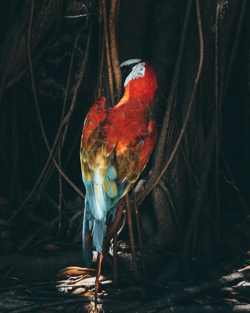 Birds of the canopy