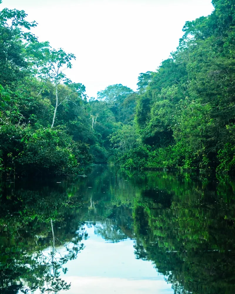 Into the flooded forest