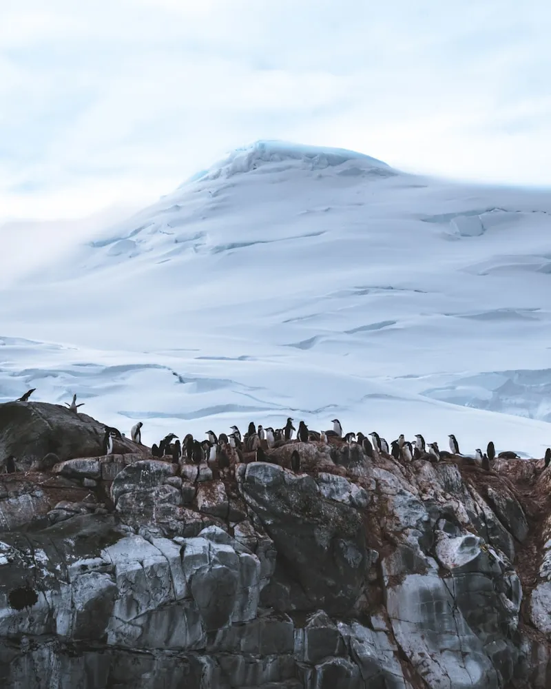 Penguin colonies