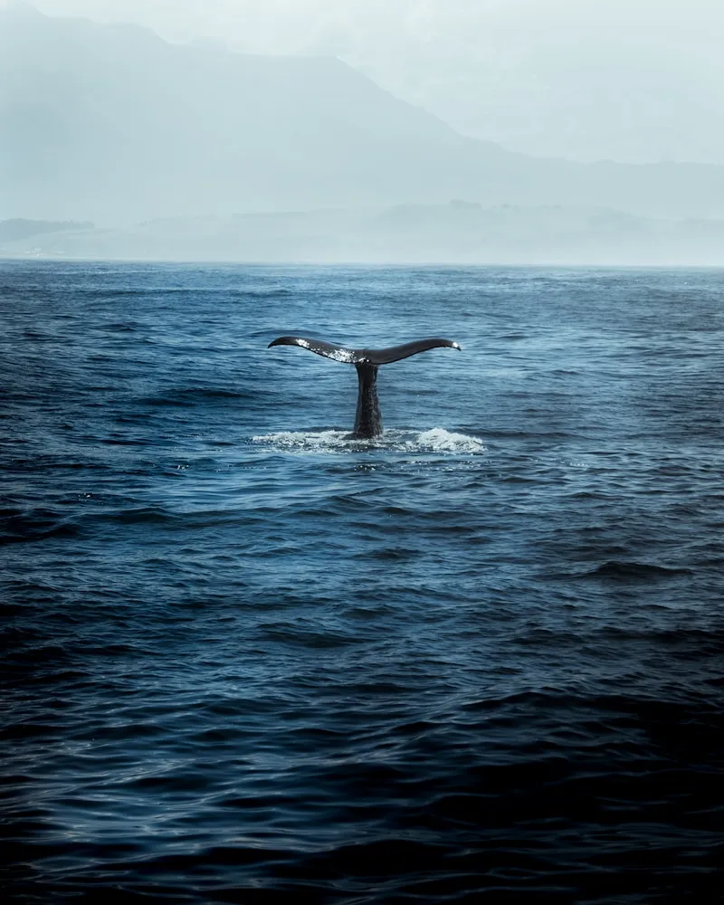 Whales & wildlife