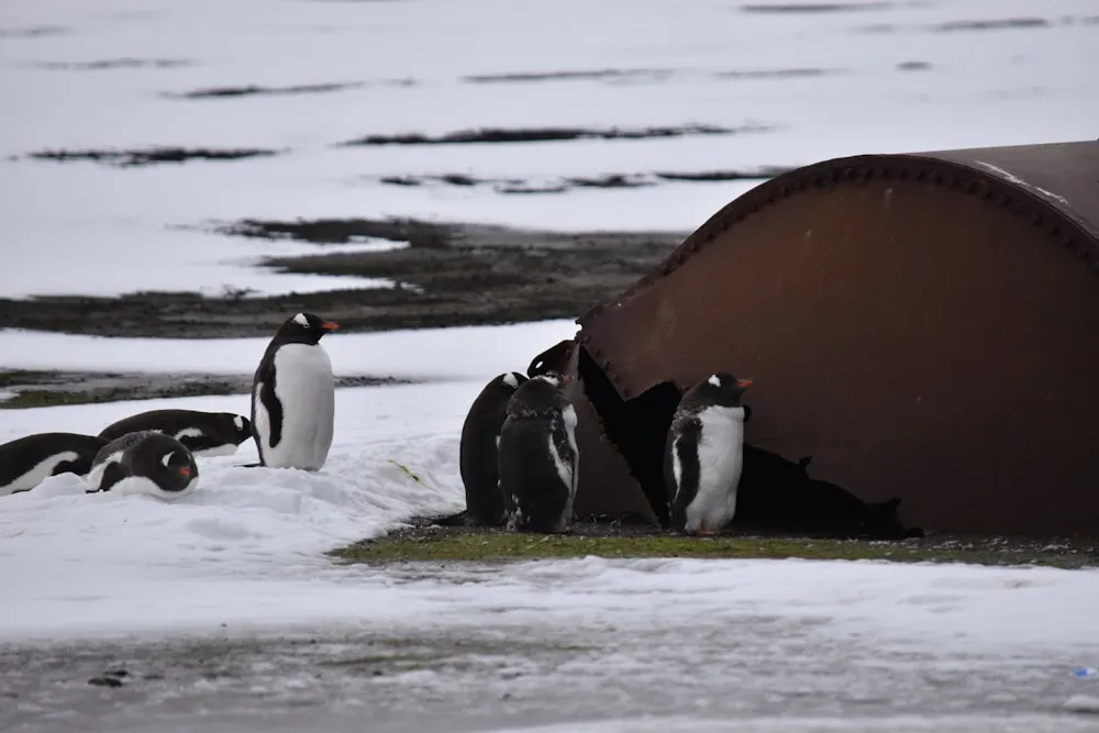 South Shetland Islands