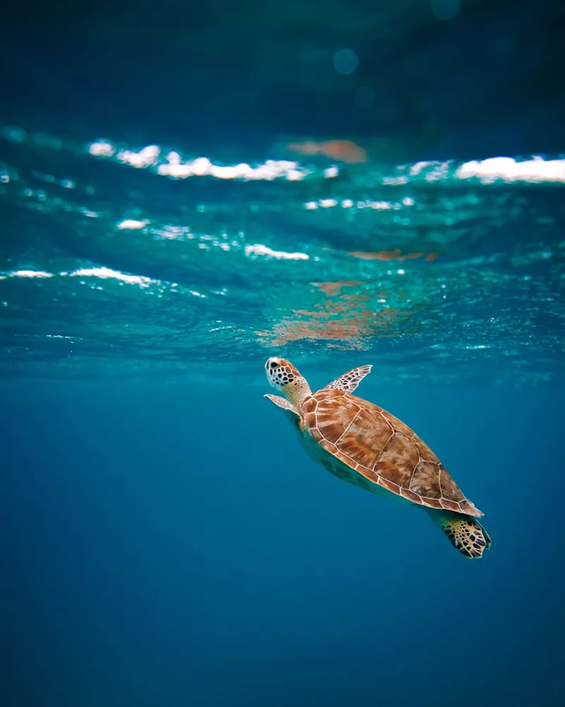 Underwater encounters