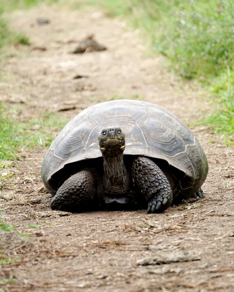 Fearless wildlife