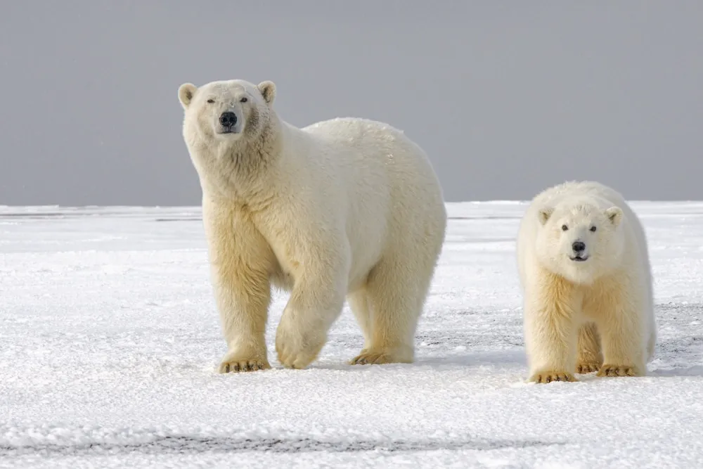Toward the Beaufort Sea
