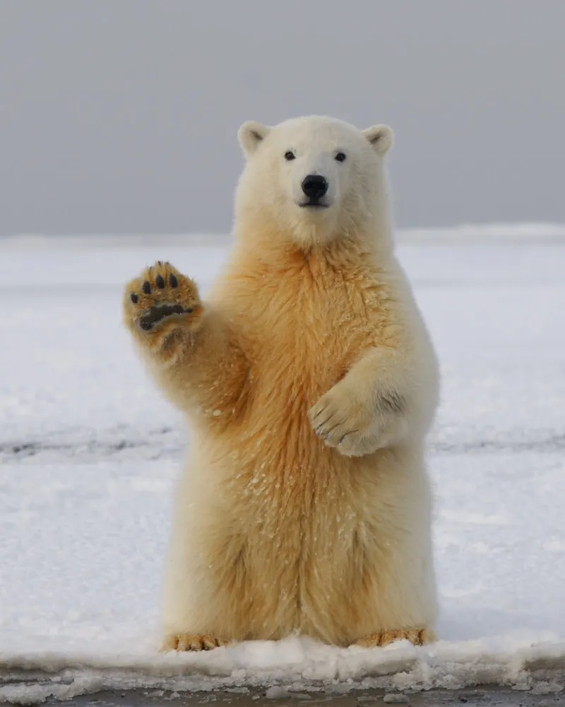 High-Arctic wildlife