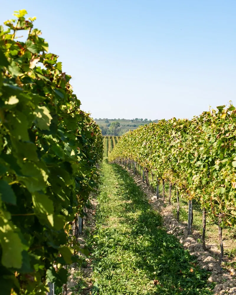 Riesling country