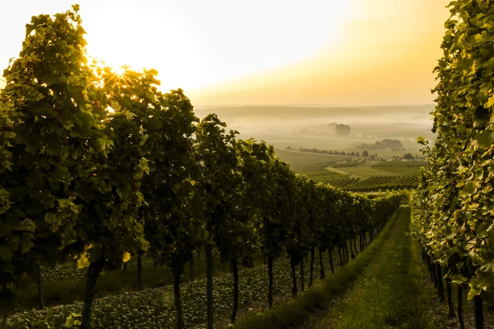 Rüdesheim, Germany