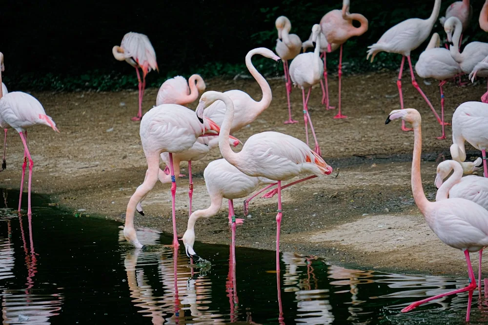 The Camargue