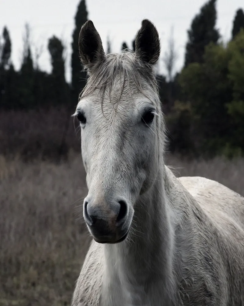 The Camargue