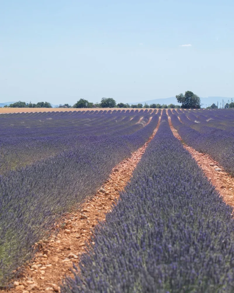 Van Gogh's Provence