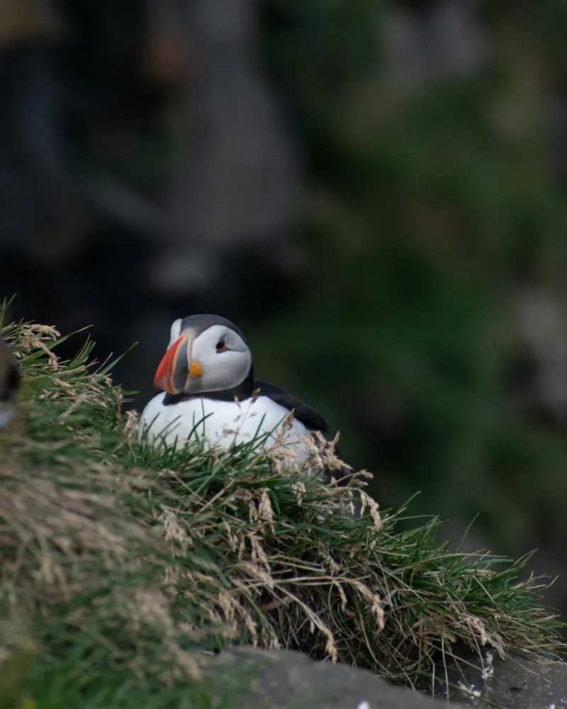 Bird cliffs