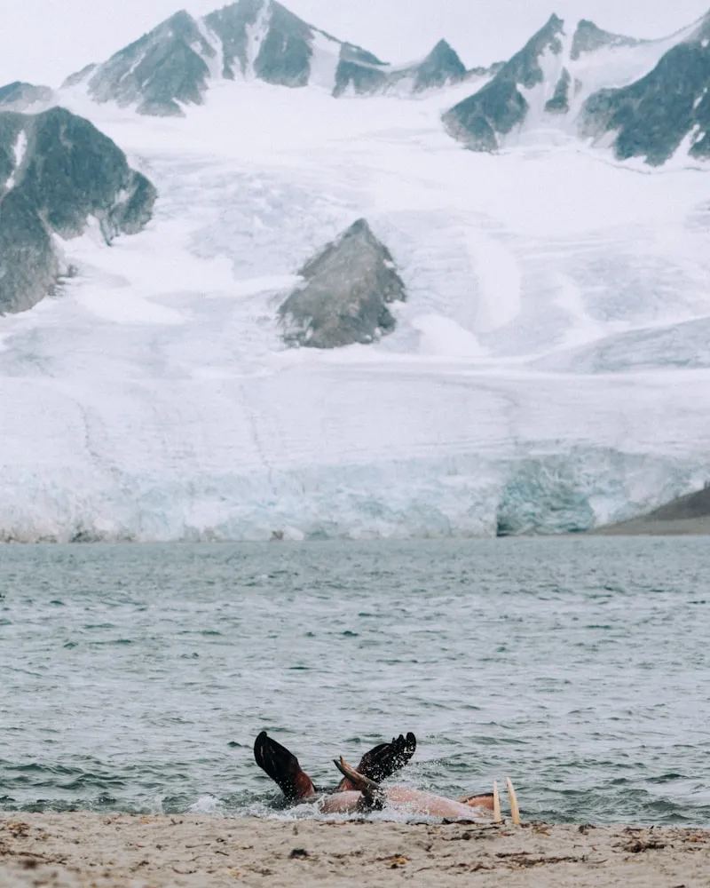 Arctic abundance