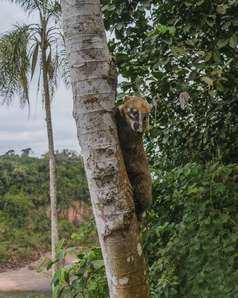 The rainforest wildlife, Argentina