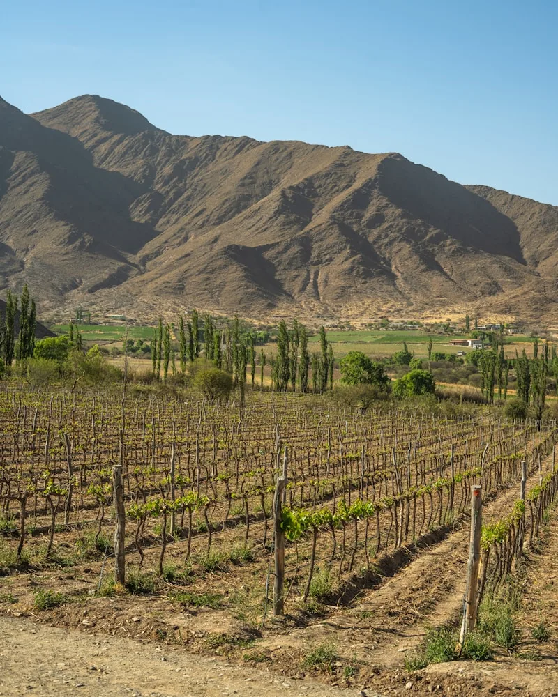 Vines against the Andes, Argentina