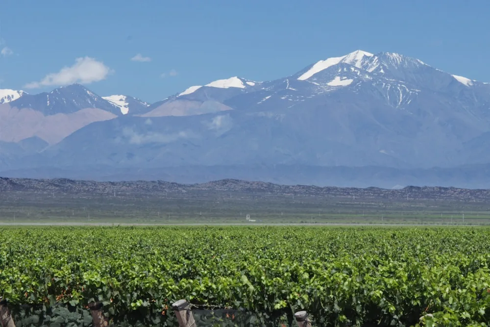 Mendoza Wine Country