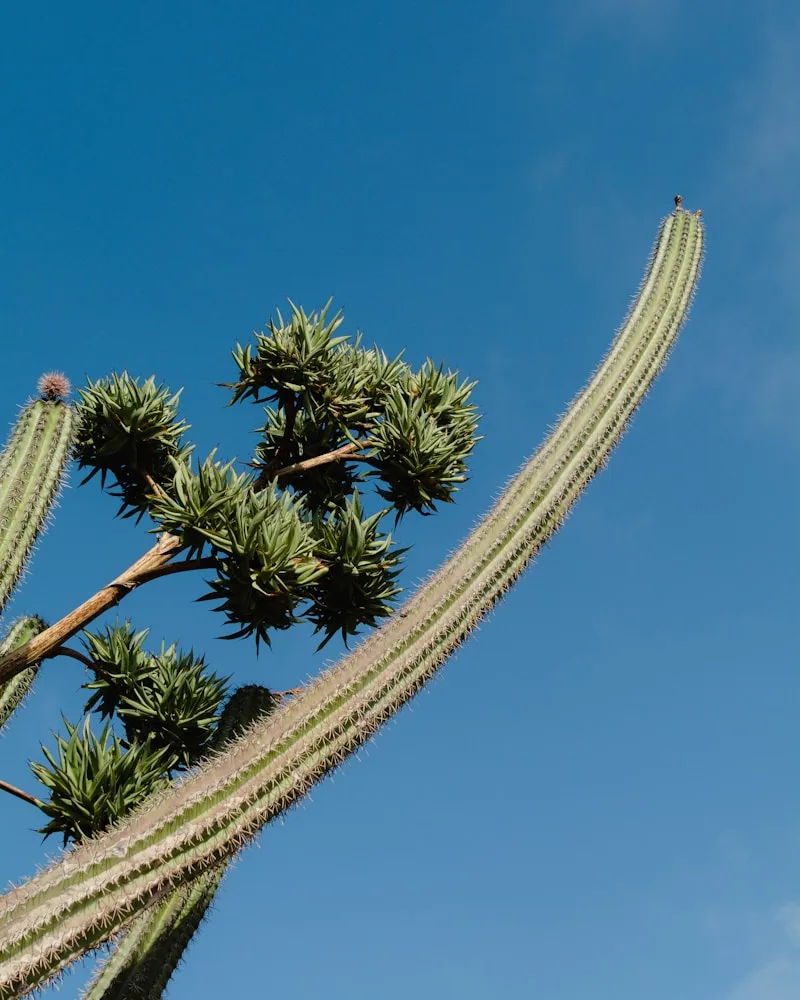 The desert & cactus landscape, Aruba