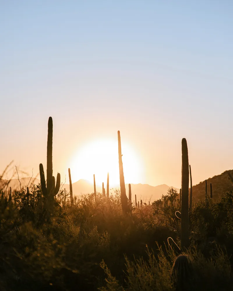The cactus desert, Aruba