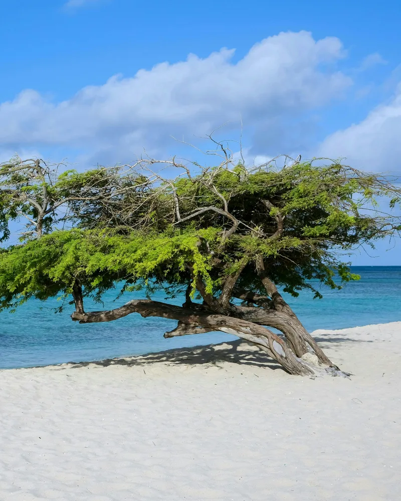 A leaning divi-divi tree, Aruba