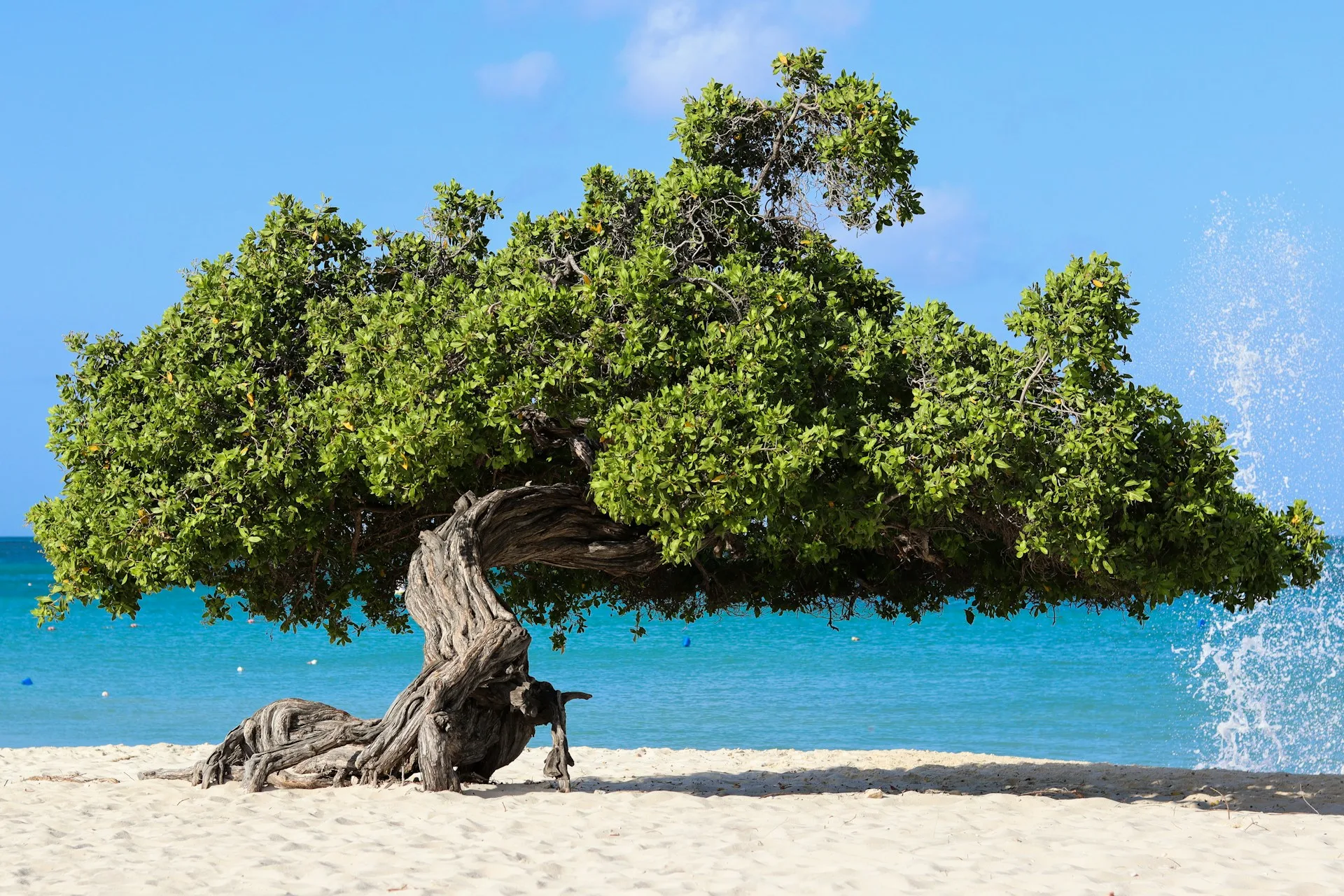 Eagle Beach and the Fofoti Trees