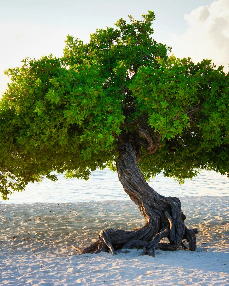 The leaning fofoti trees, Aruba