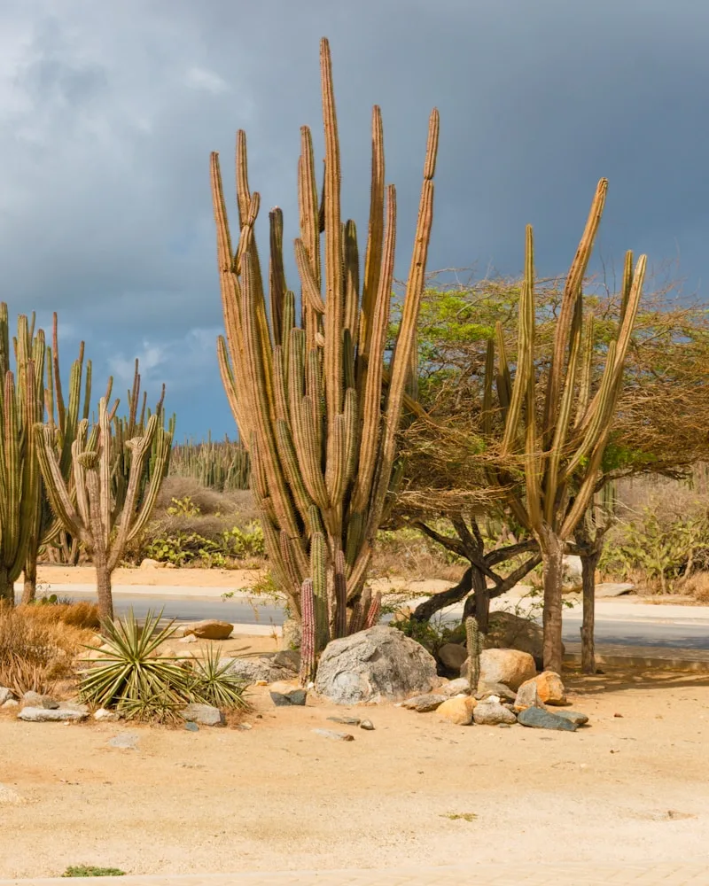 The Desert Interior