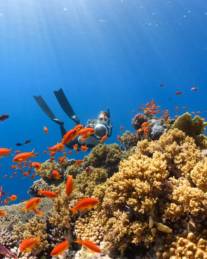 The coral gardens, Australia