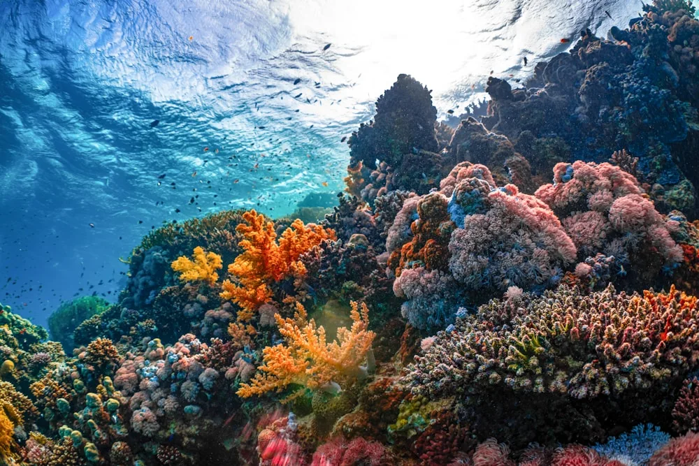 Reef-friendly travel