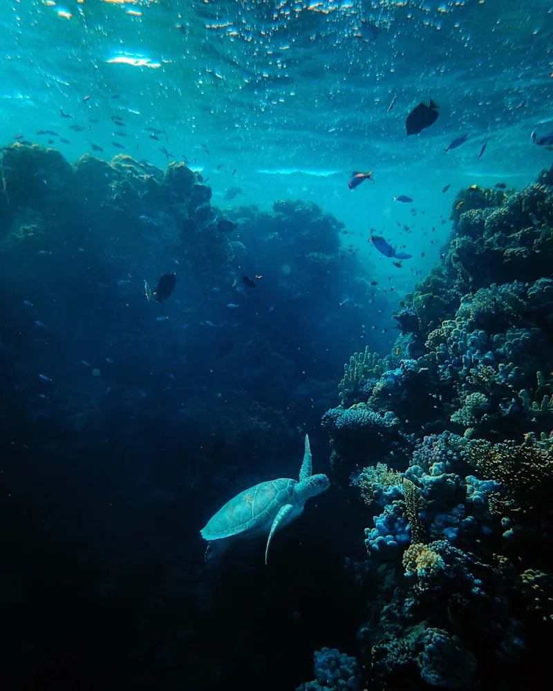 Sea turtles & reef life, Australia