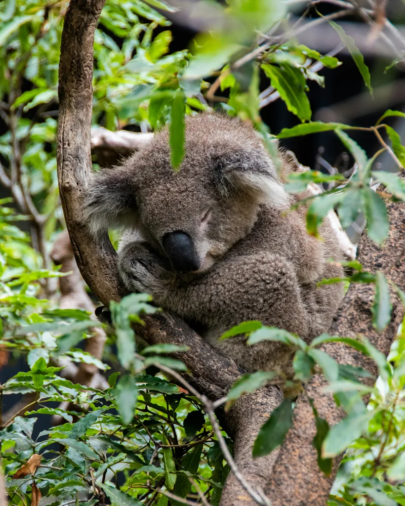 A wild koala in the gums, Australia