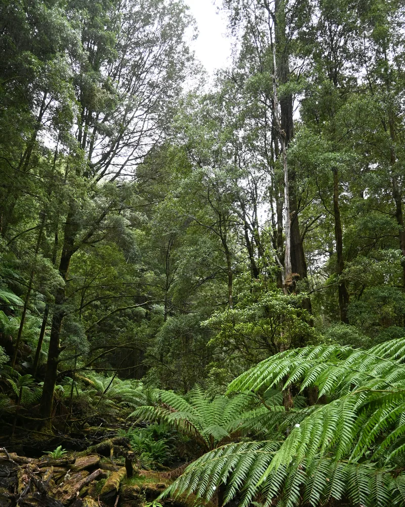 Ancient rainforest, Australia