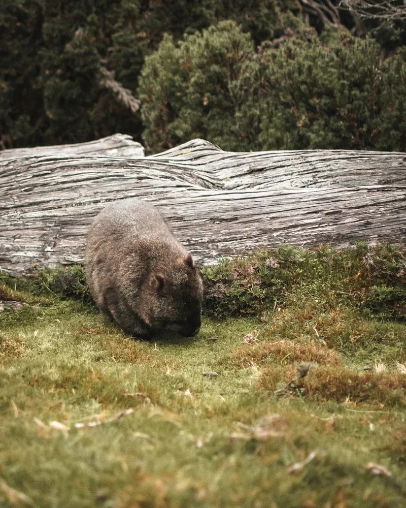 A wombat in the wild, Australia