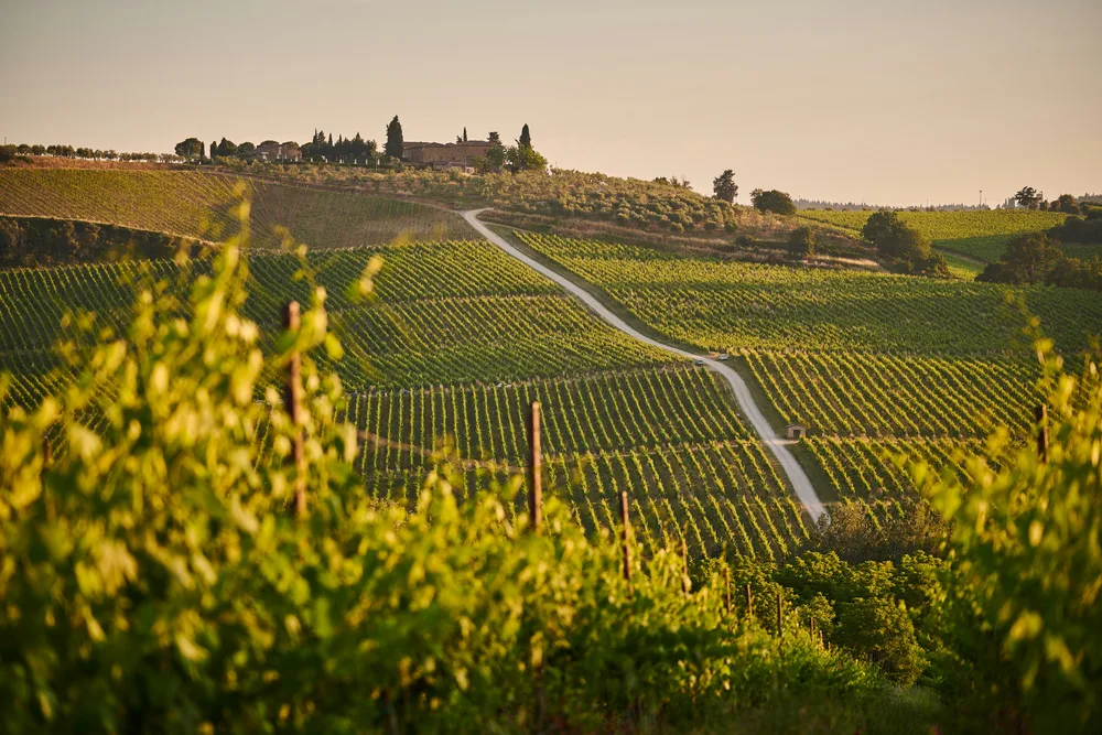 The wine roads