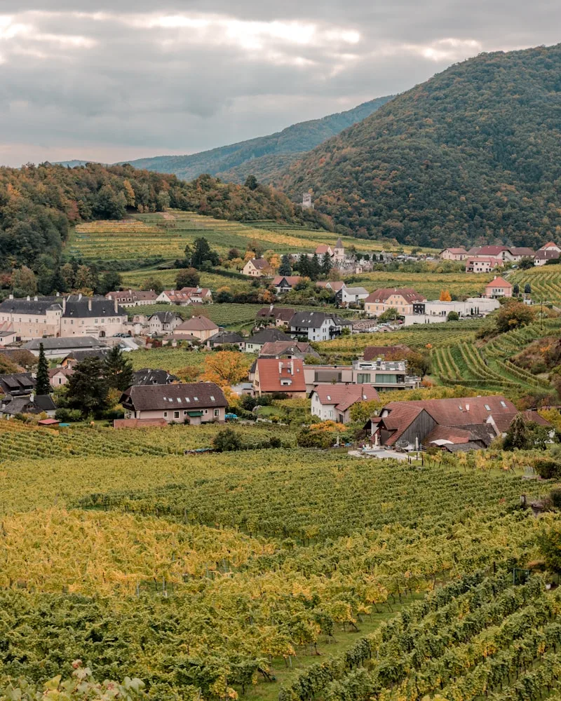 The terraced vineyards & river, Austria