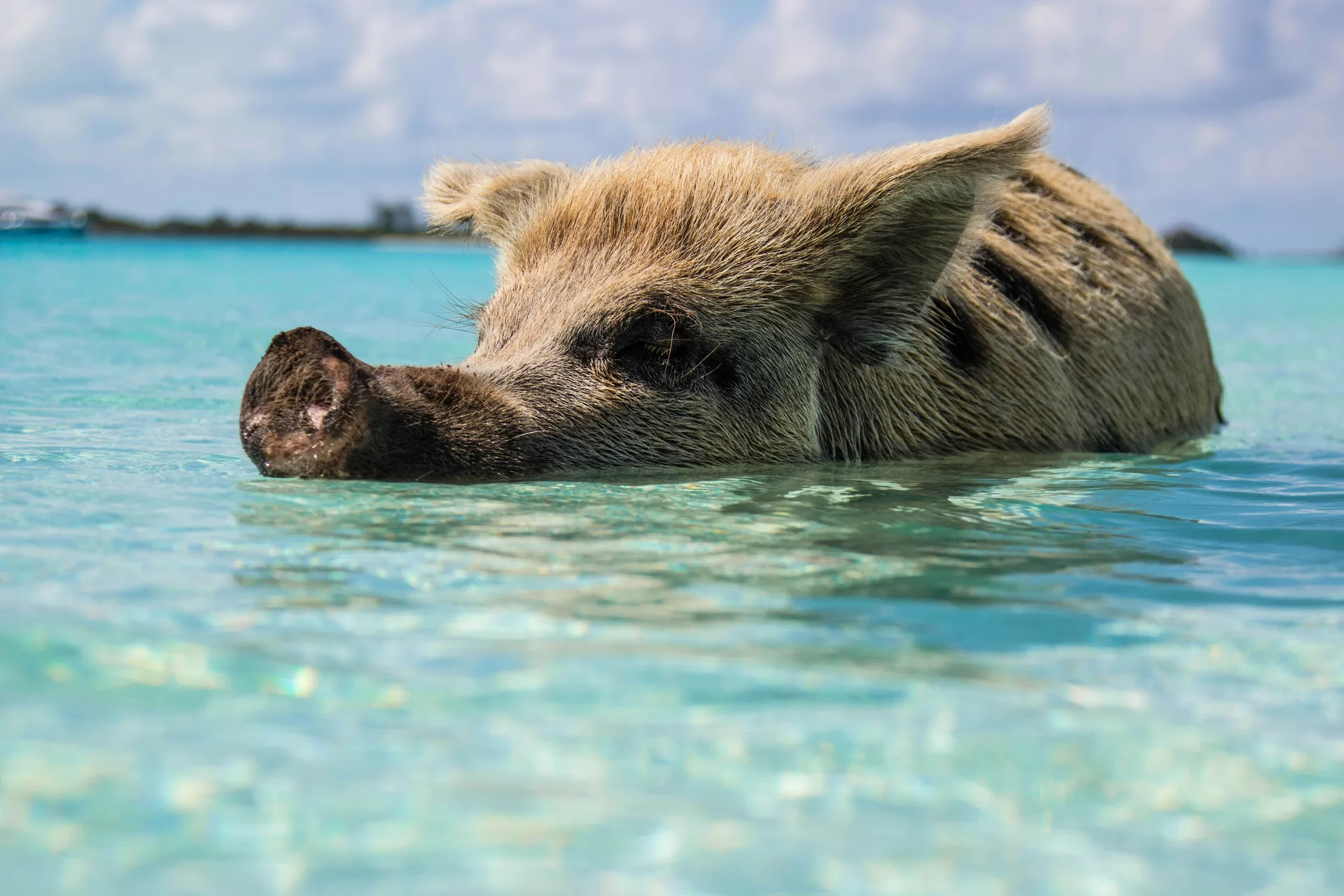 The Swimming Pigs of the Exumas