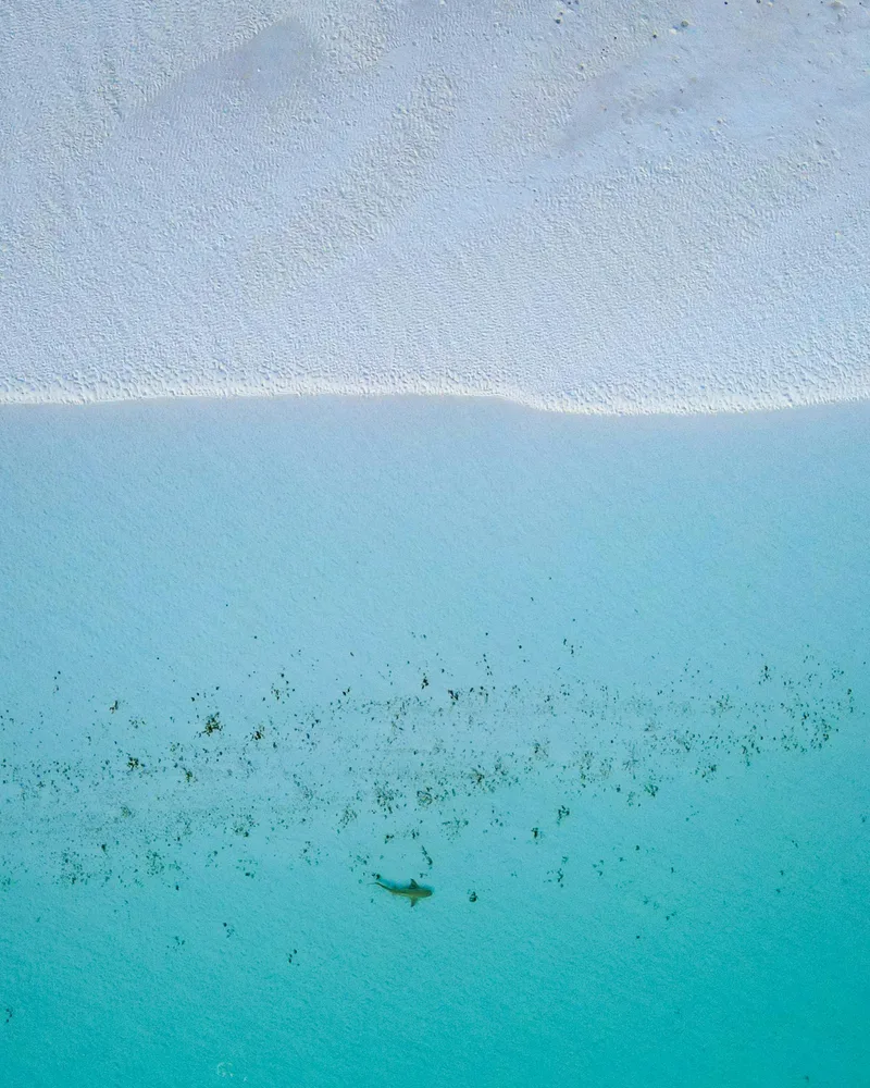 The nurse sharks of Compass Cay, Bahamas