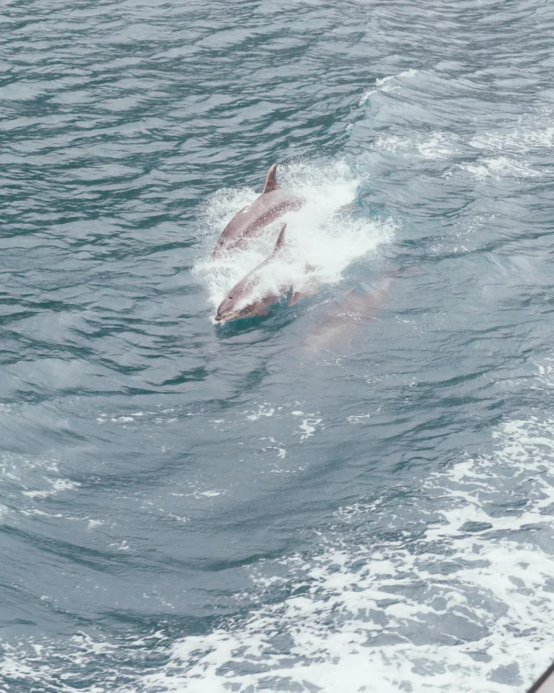 Wild dolphins, Bahamas