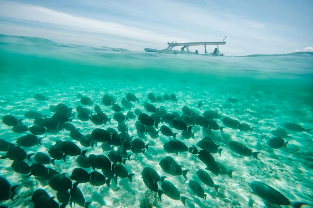 Reefs & farewell snorkel