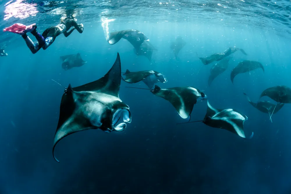 Snorkeling with the mantas