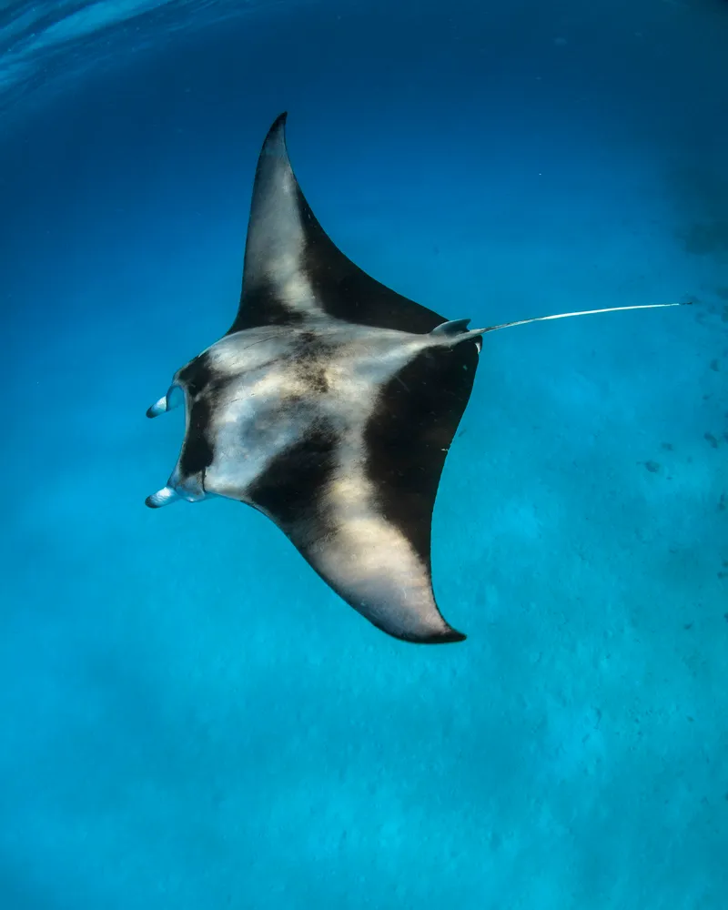 Manta rays at Manta Point, Bali