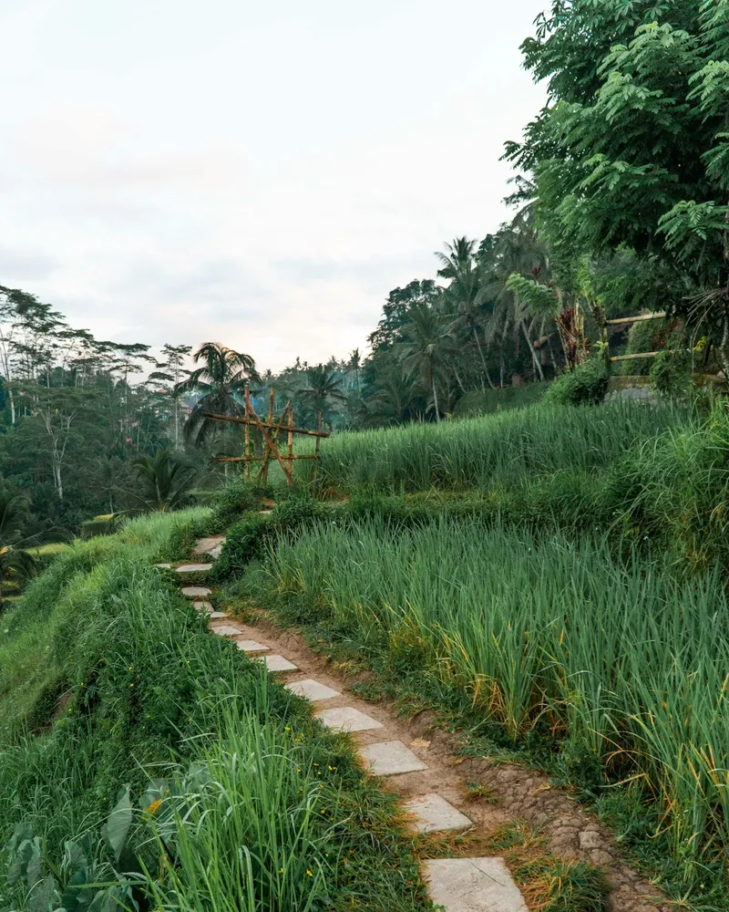 The Campuhan Ridge at sunrise, Bali