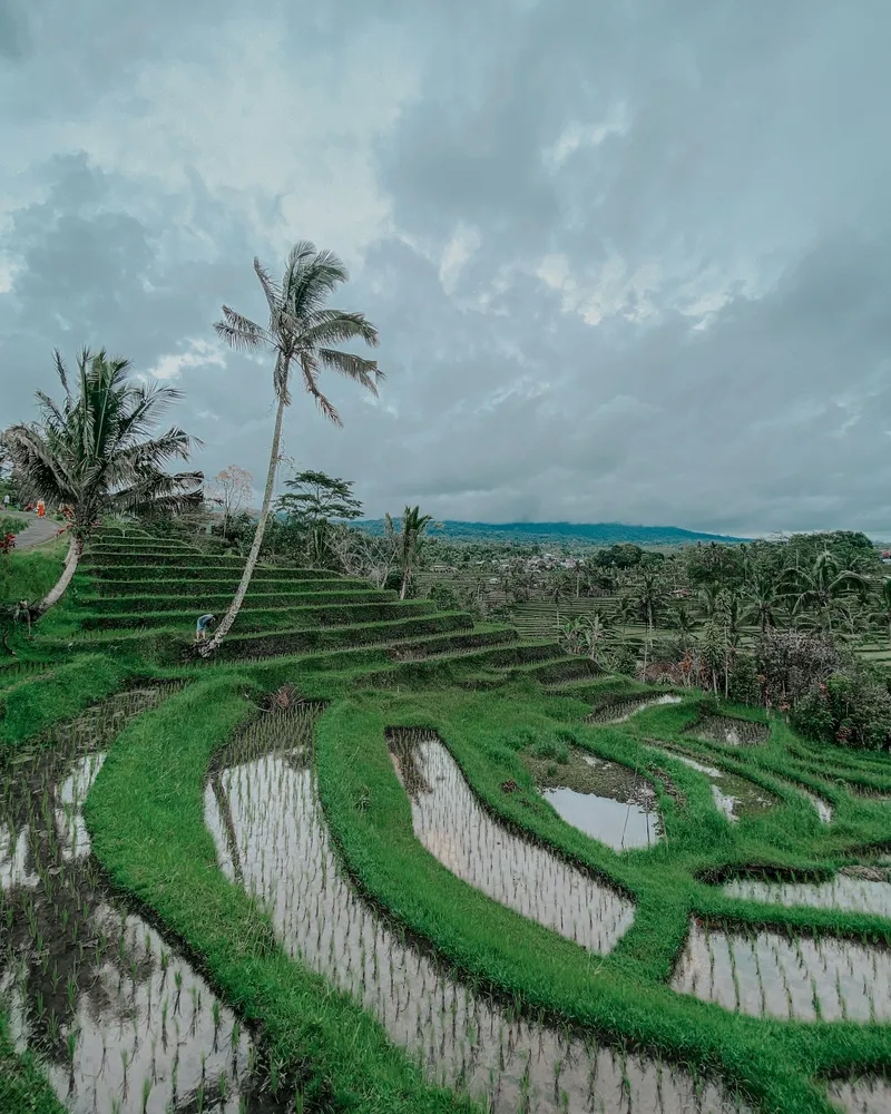 Jatiluwih's rolling paddies, Bali