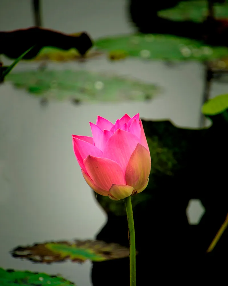 The Saraswati temple's lotus pond, Bali