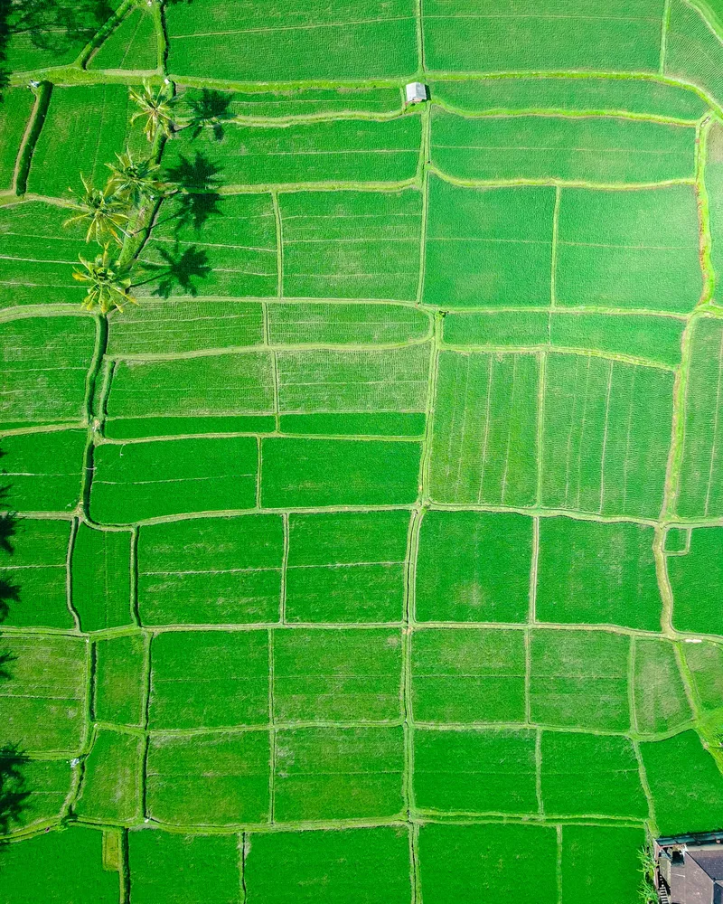 The Tegallalang terraces, Bali