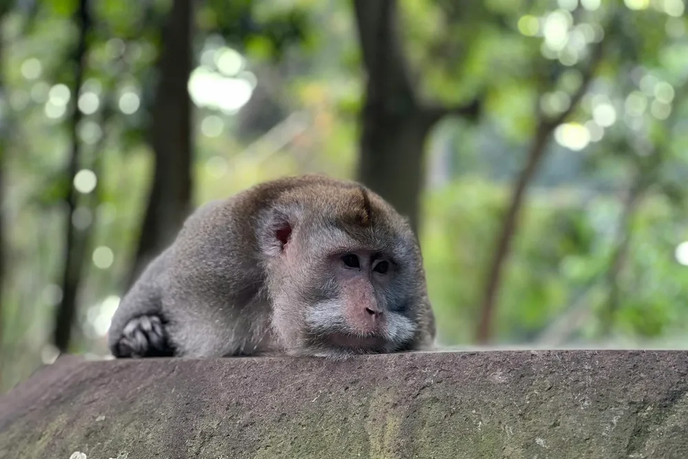 Mind the monkeys