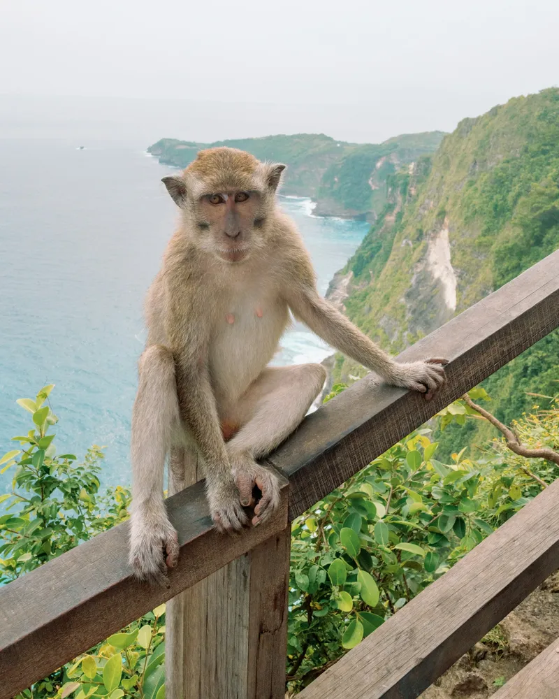 The temple macaques, Bali
