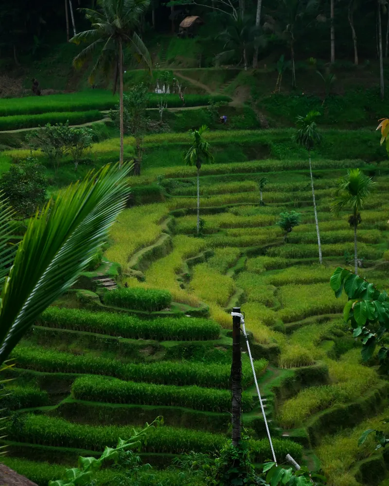 Ubud