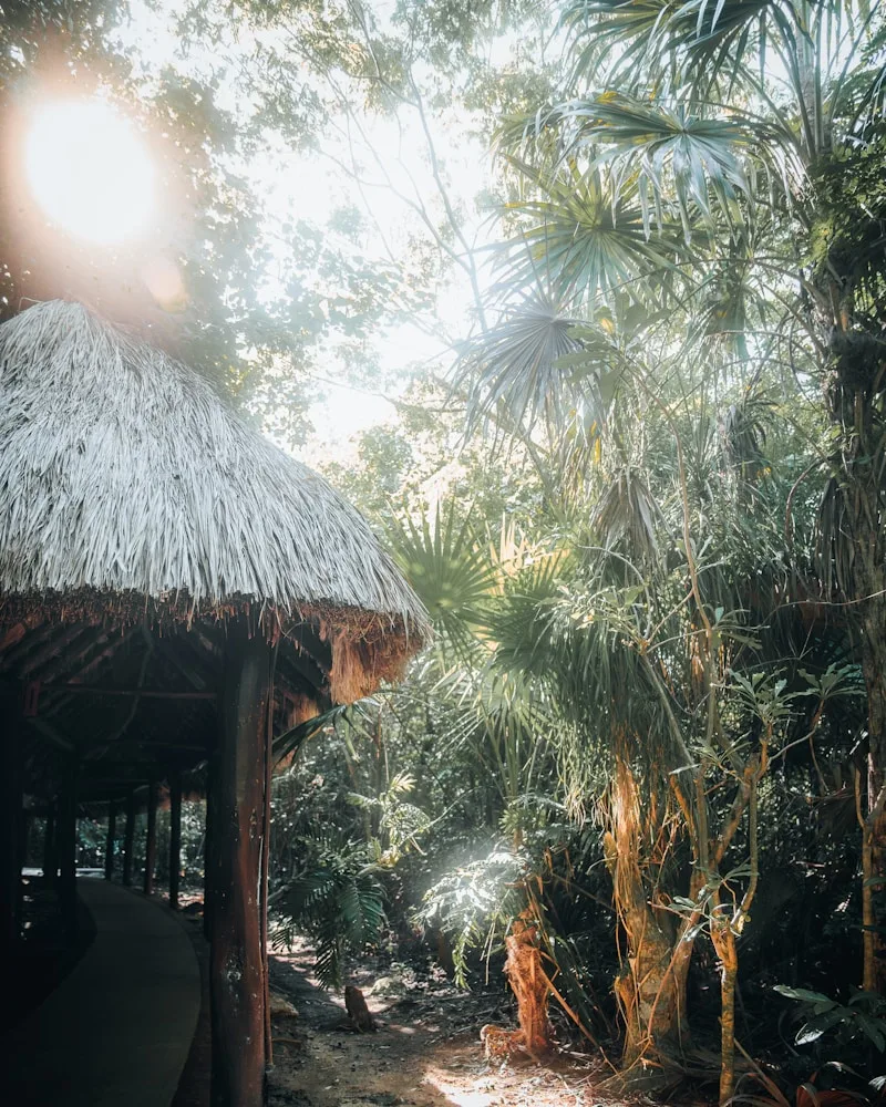 The eco-lodge in the trees, Brazil