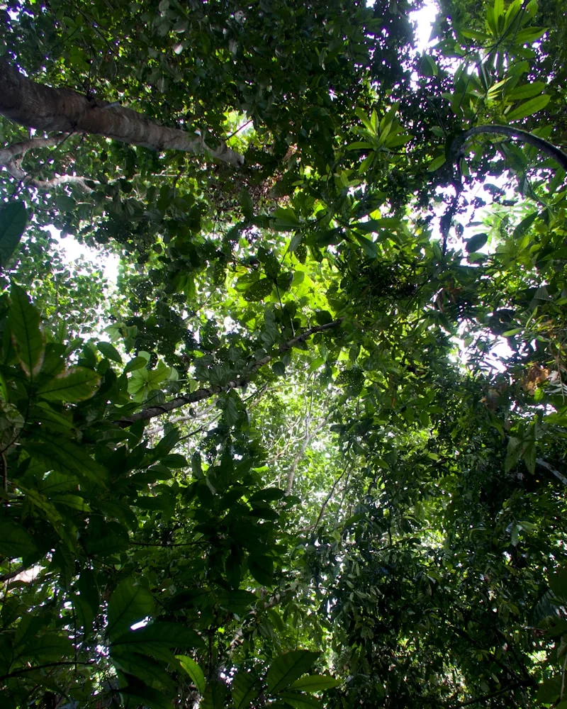 The canopy and the forest floor, Brazil
