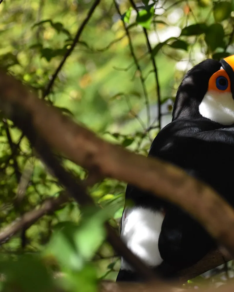 The rainforest wildlife, Brazil