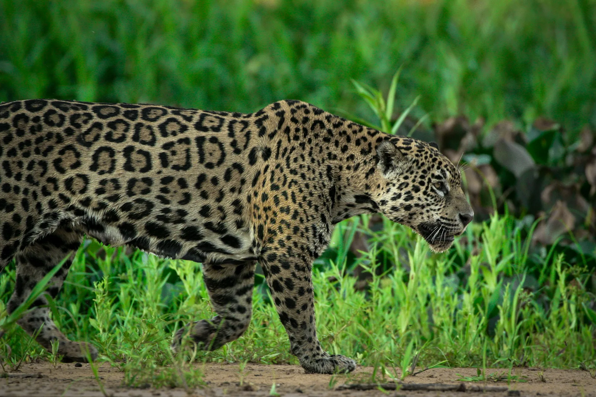 A Pantanal Jaguar Safari